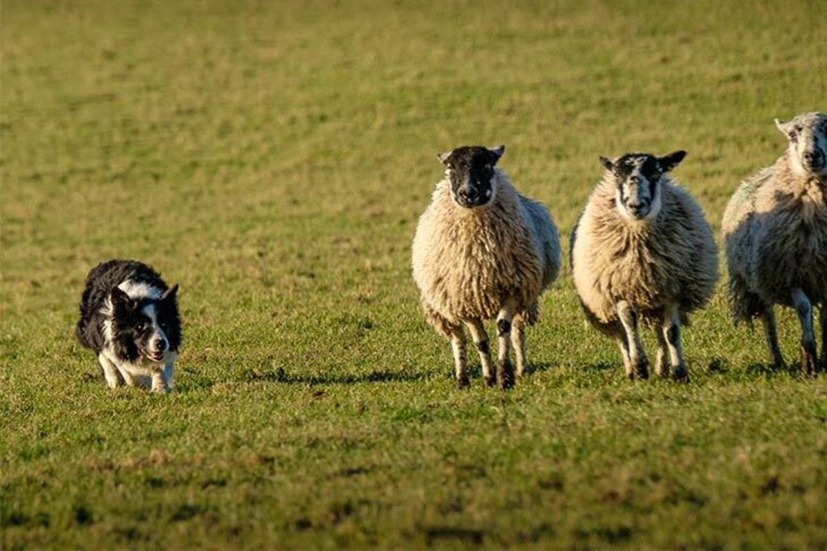 8 Herding Dog Breeds From The United Kingdom