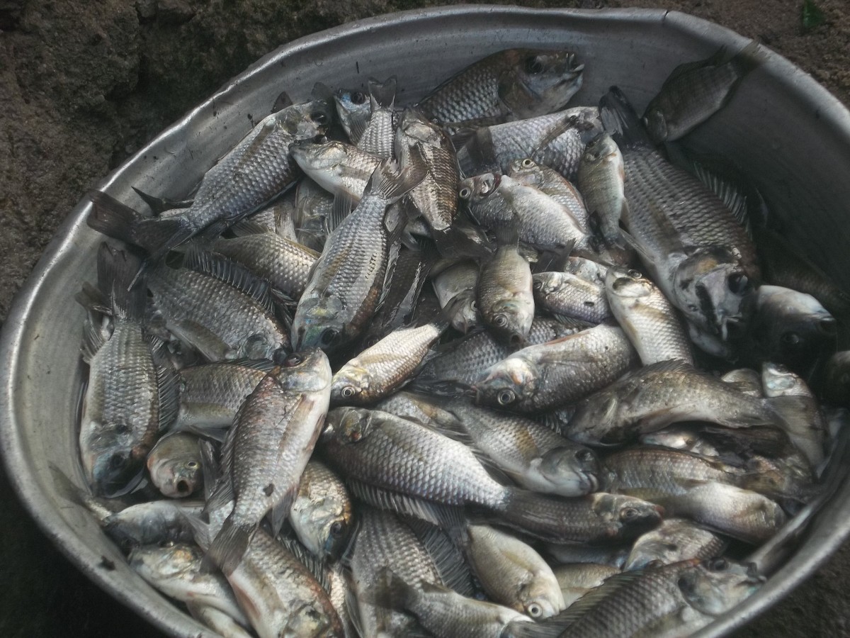 Satiating Super Fish Food Varieties - HubPages