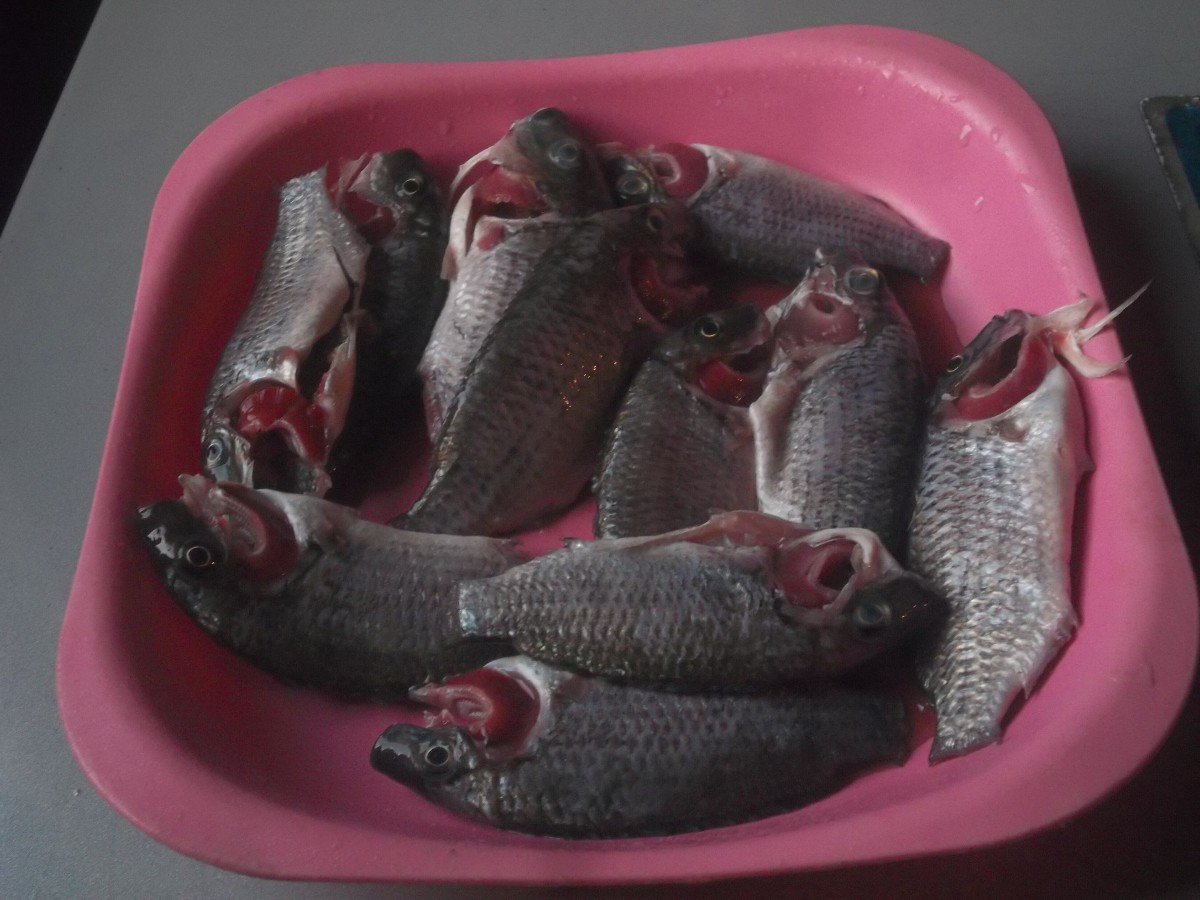 Satiating Super Fish Food Varieties - HubPages