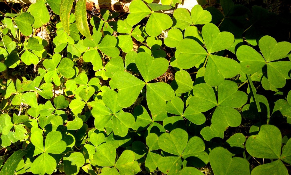 Get A Shamrock Plant For St. Patrick's Day
