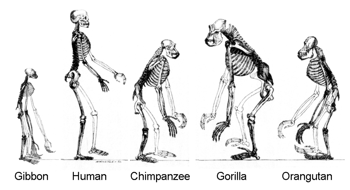 What Makes Us Uniquely Human?
