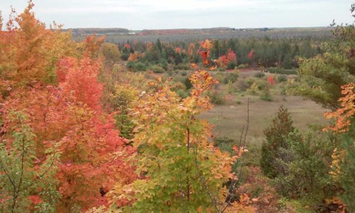 Traveling Around Michigan Casino, Elk Herd, and Fall Color HubPages