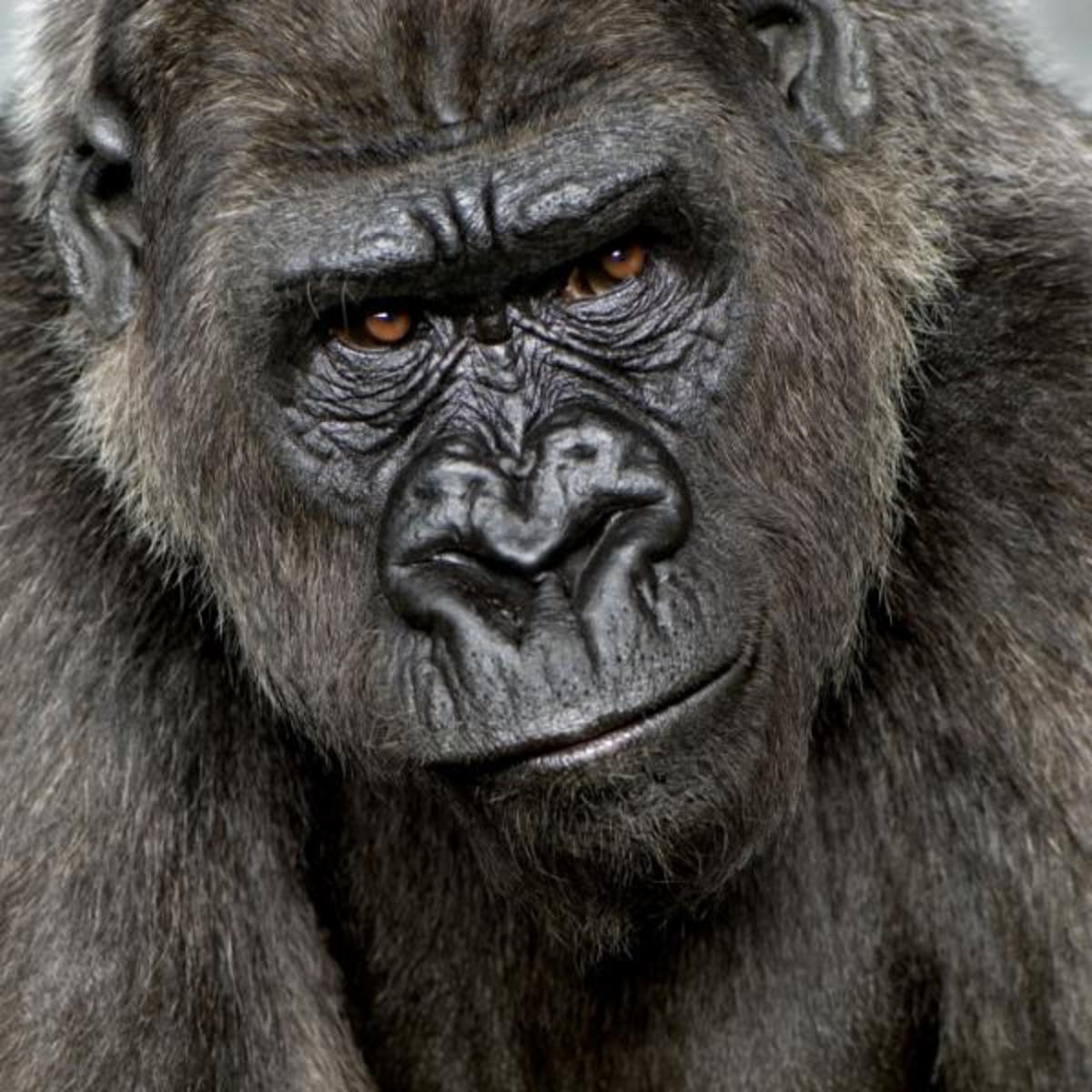 Gorillas - the Gentle Giants