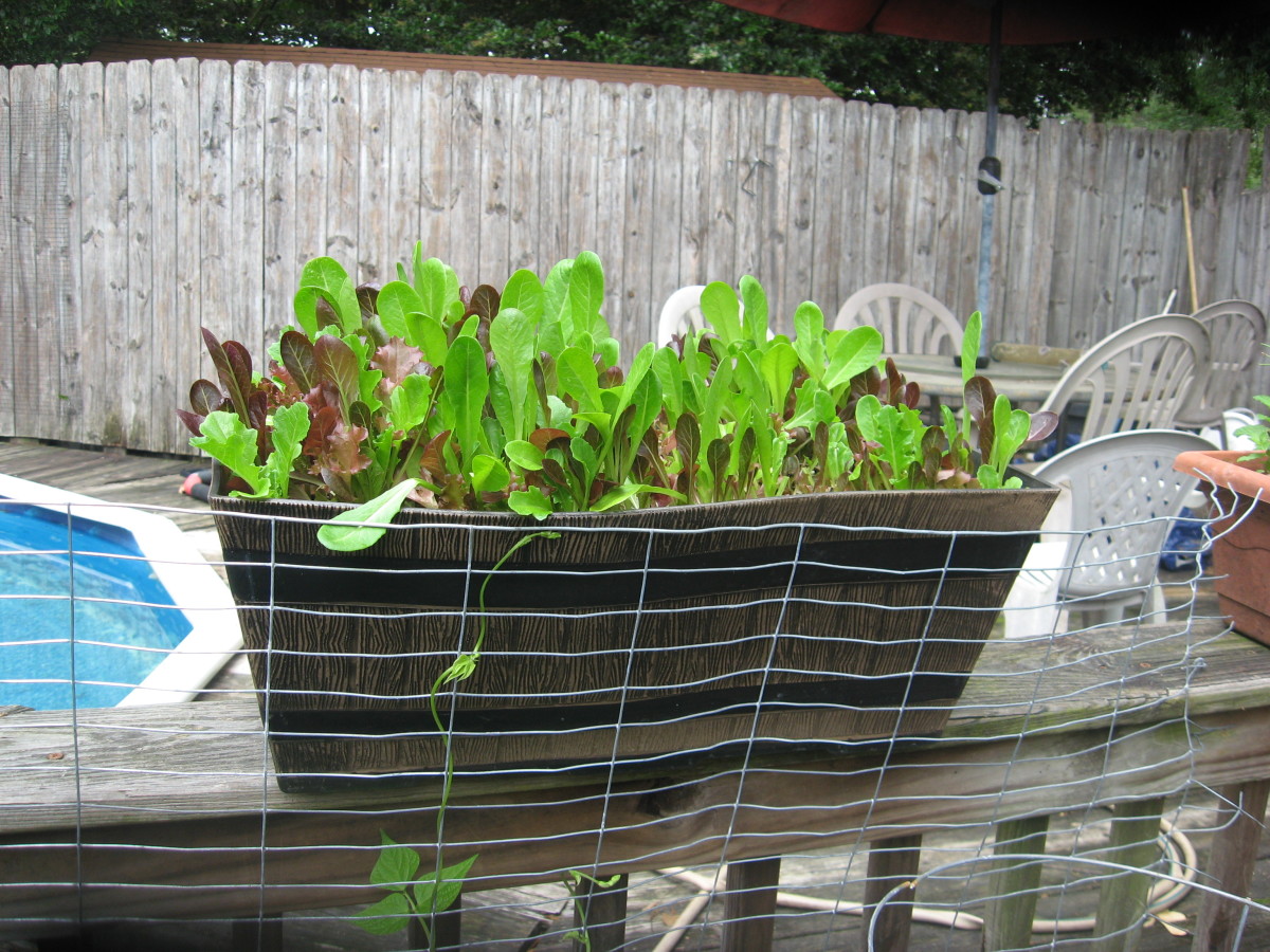 How To Grow Food on Your Deck - For Beginners