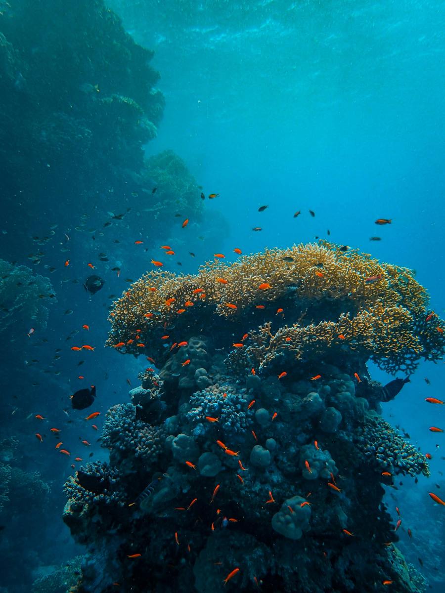 The Tactical Art of Regenerating A Reef: The Pinto Underwater Museum Story
