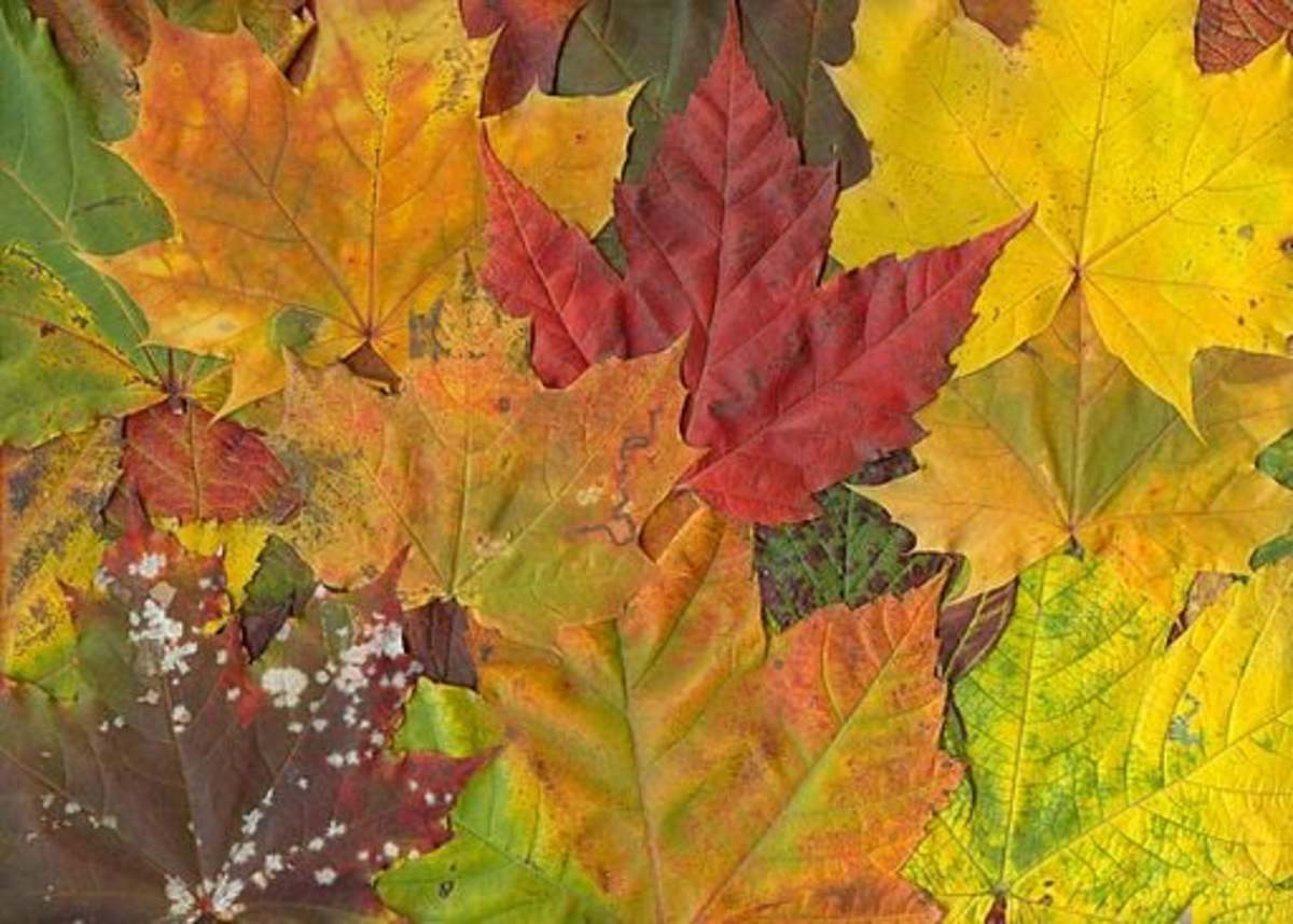 Why Do Leaves Change Color in Fall?