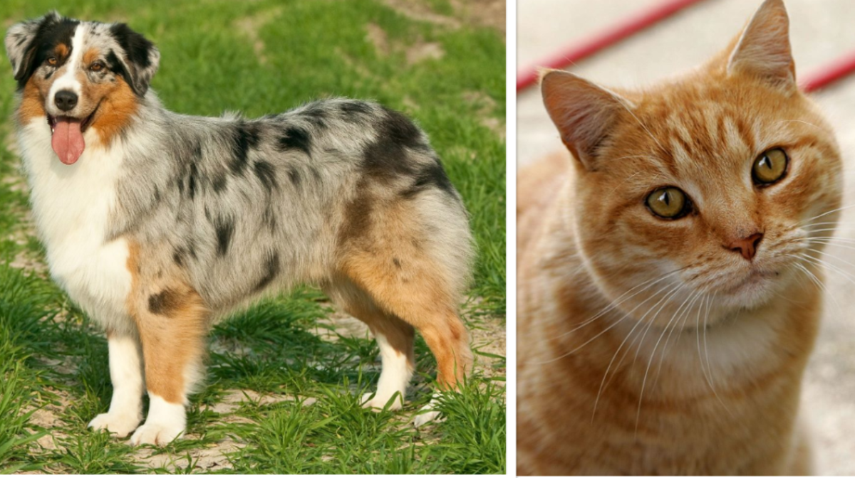 How Many Dogs or Cats Can You Have in Florida?