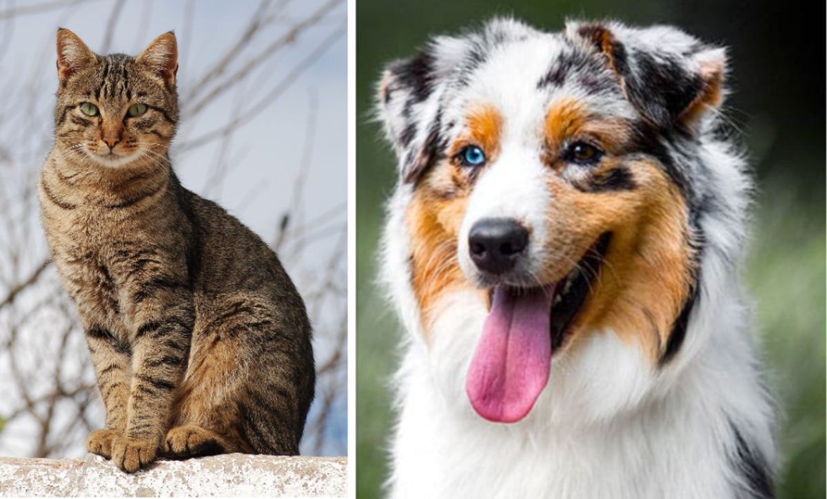 How Many Dogs or Cats Can You Have in The State of Georgia?