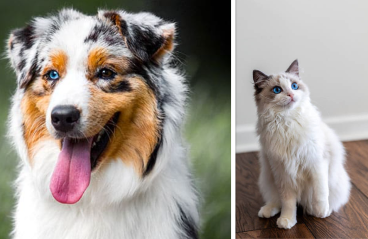 How Many Dogs or Cats Can You Have in Delaware?