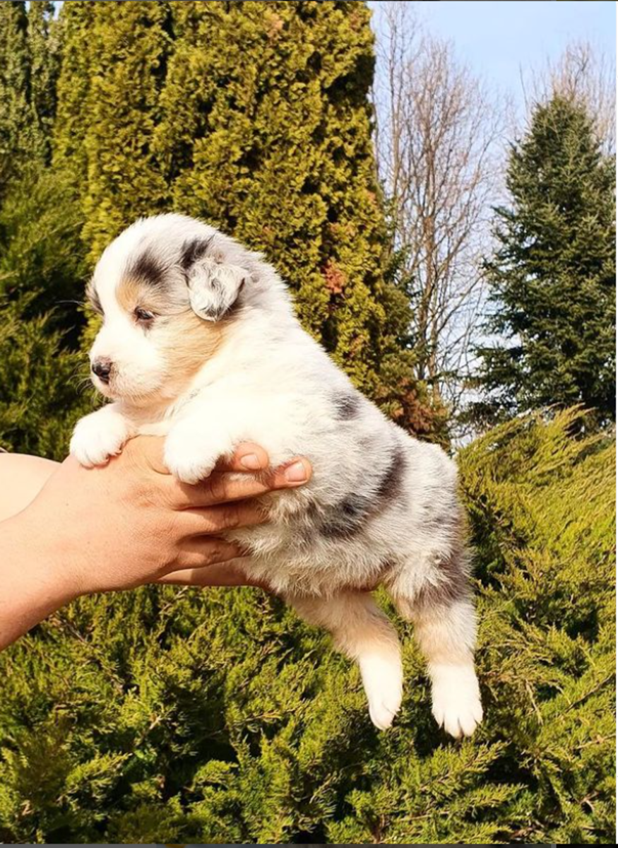 Top 8 One-Person Dog Breeds