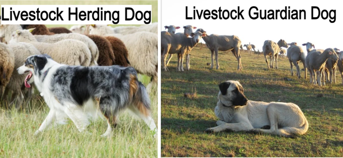 Livestock Herding Dogs vs. Livestock Guardian Dogs