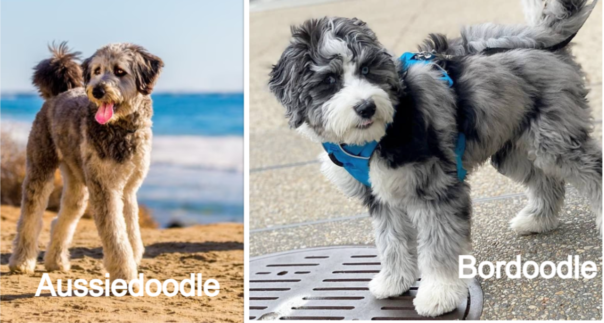 Aussiedoodle Vs. Bordoodle