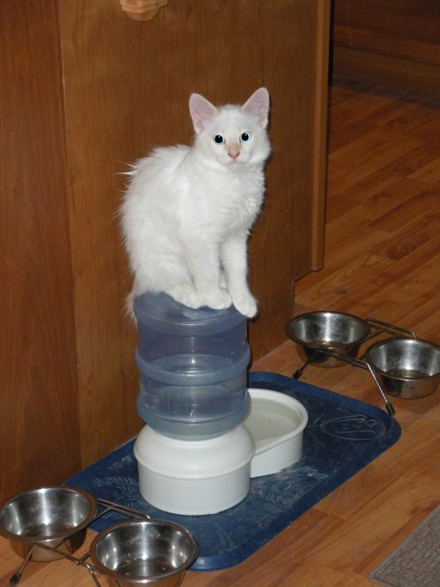 Bobbie as a kitten--she loves to make the water bubble Bobbie as a kitten--she loves to make the water bubble