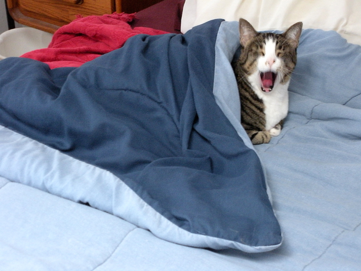 Photography: Tips for Better Pet and Kid Photos