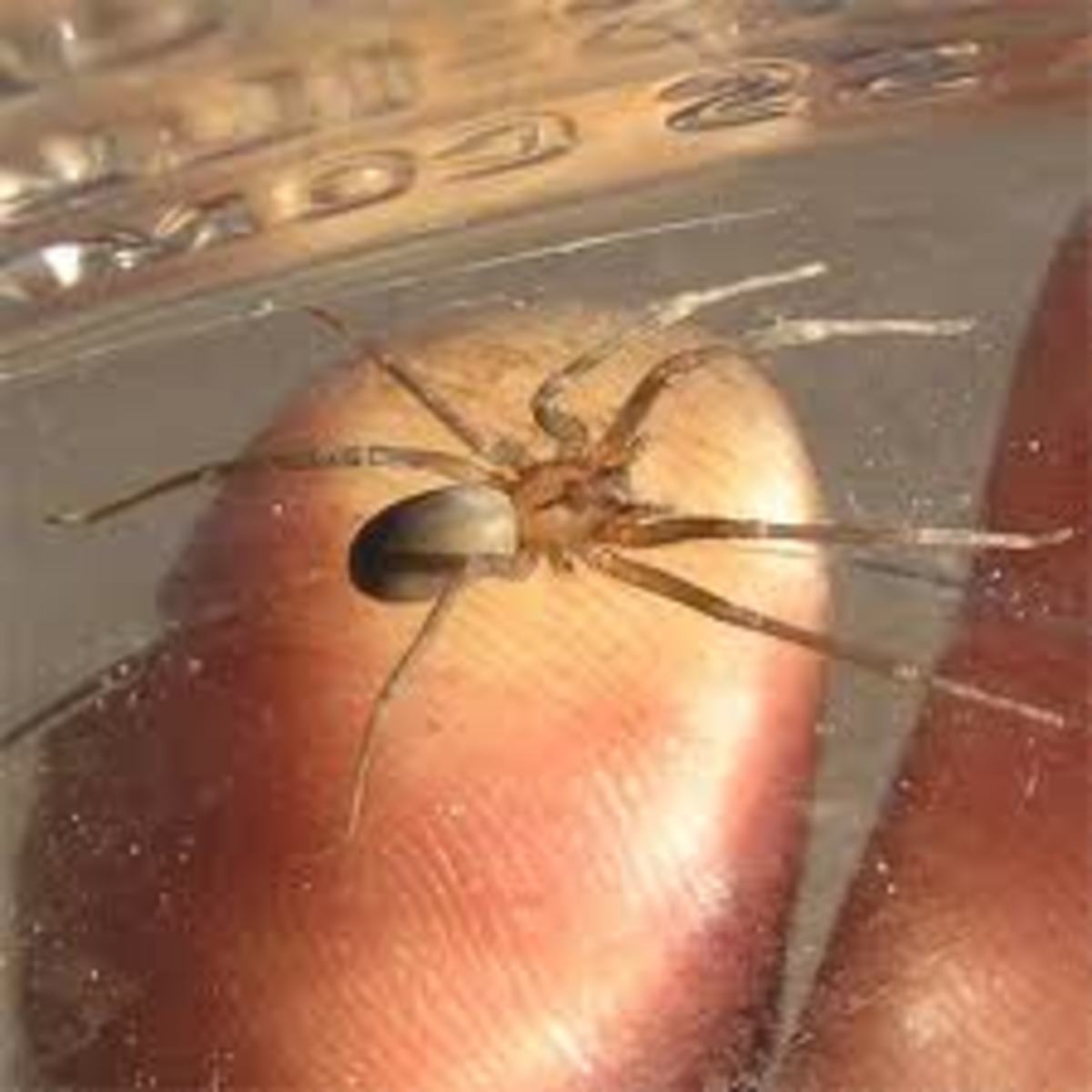 Treating Spider Bites at Home