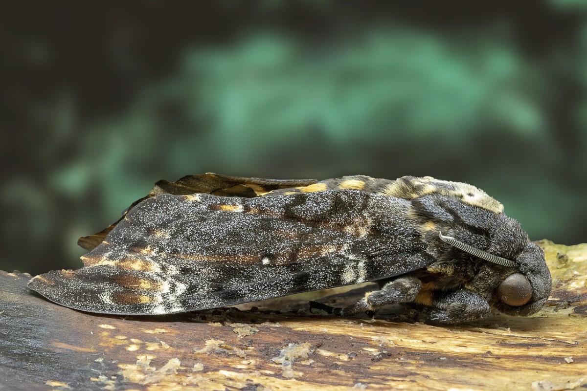 How a Killer Caterpillar Uses Scent to Hide (and Other Weird Ways Creatures Camouflage Themselves)