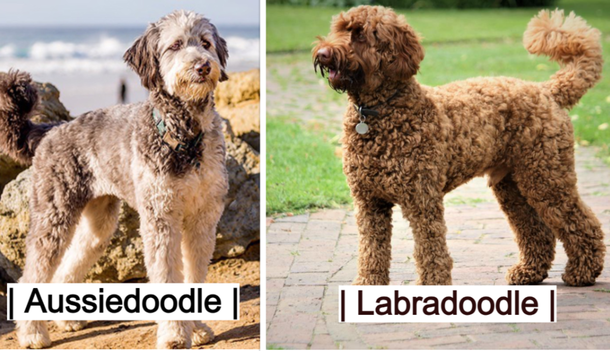 Aussiedoodle Vs. Labradoodle