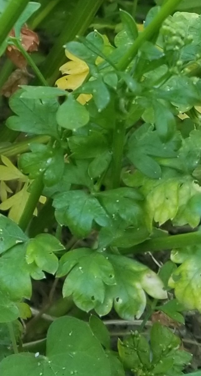Pretty Parsley's Health Benefits
