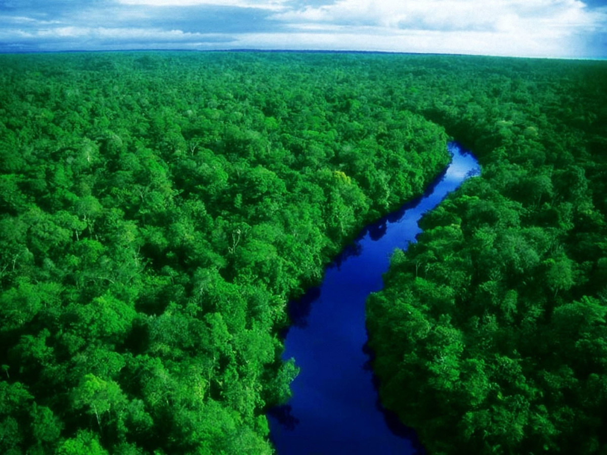 17 of the Largest Rainforests on Earth