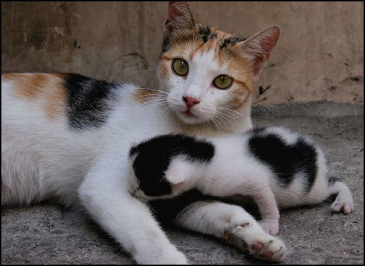 Signs your cat is pregnant