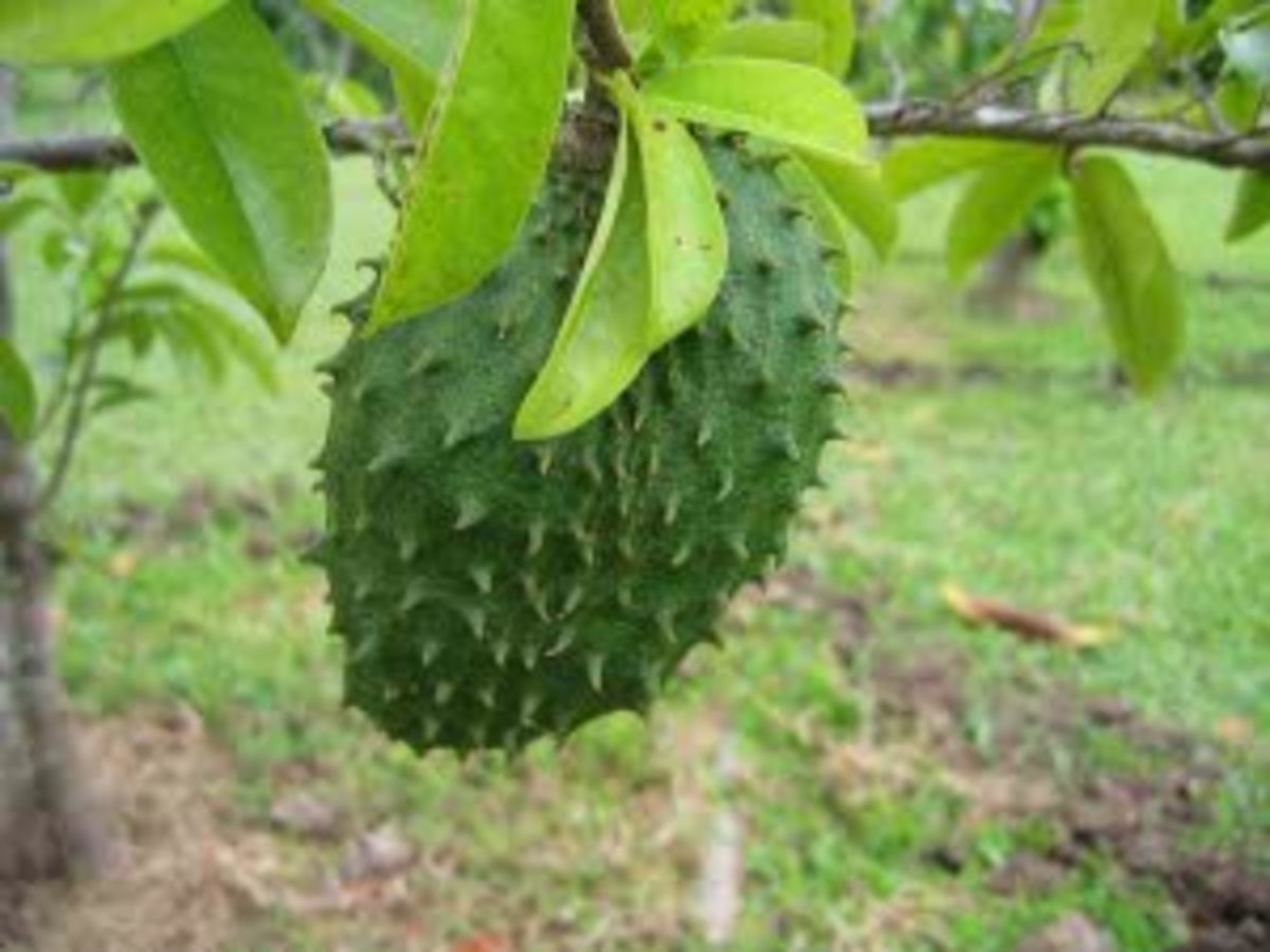Soursop - A Cure For Cancer?