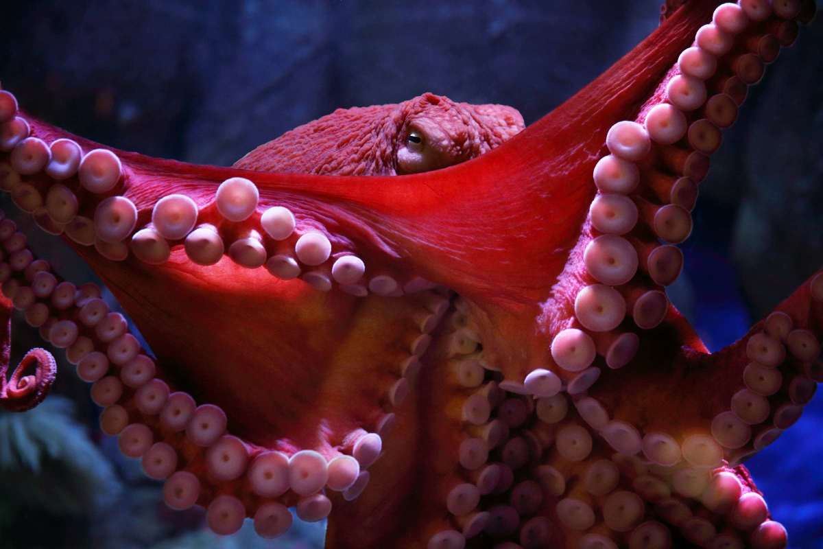 The Octopus: Older Than Dinosaurs, Elusive, and Intelligent!