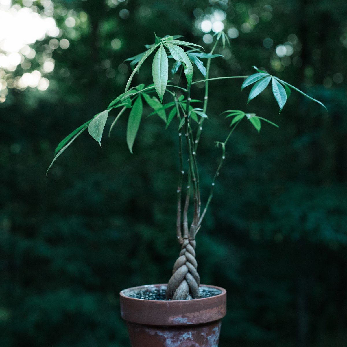10 Best Low-Maintenance Trees To Grow Indoors