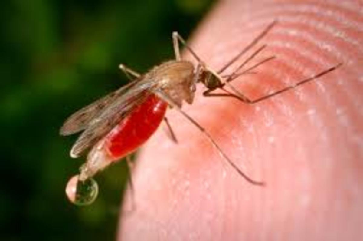 What Do They Spray in Aeroplanes? Explaining Disinsection