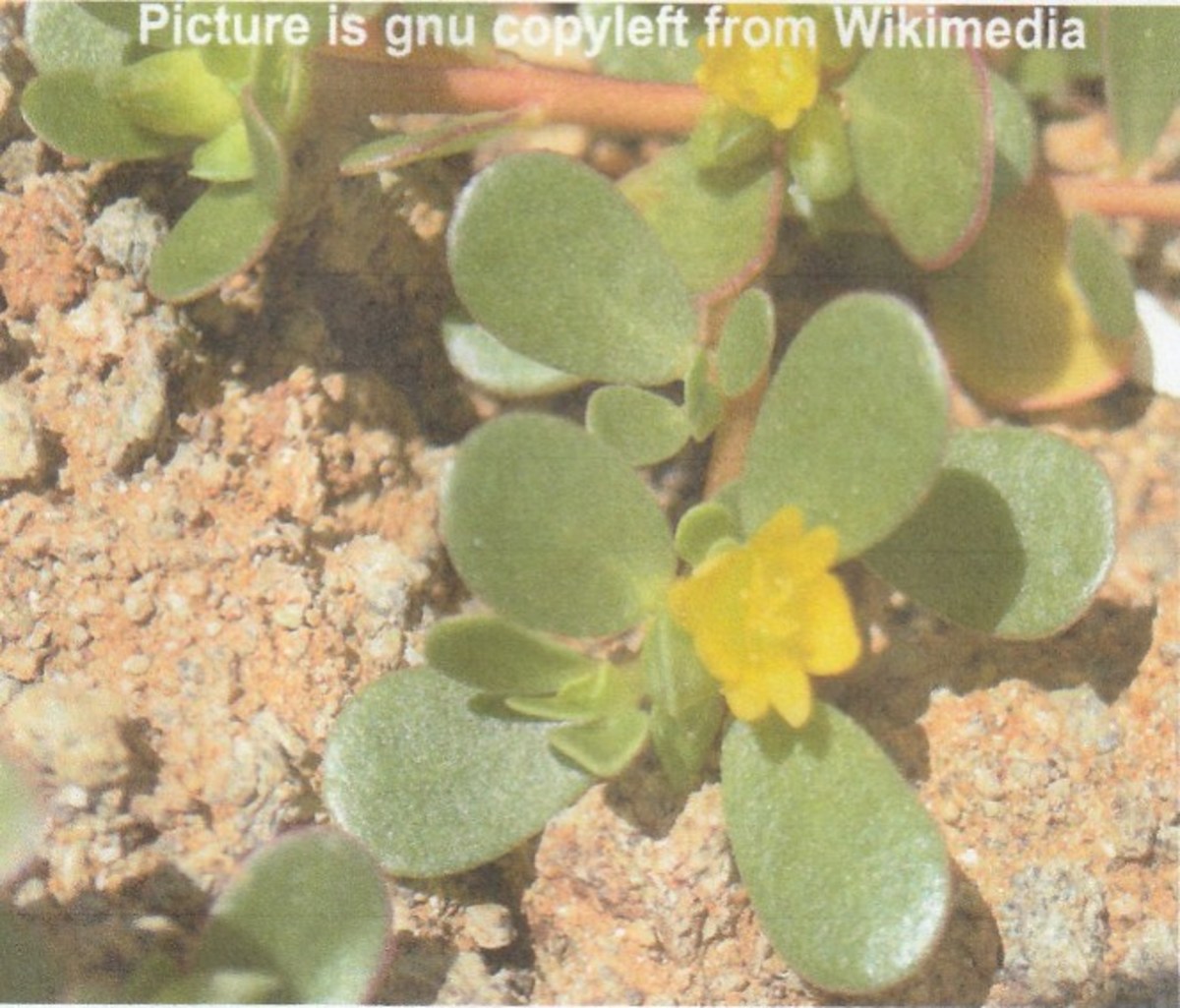 Purslane - An Herbal Recipe for Long Life