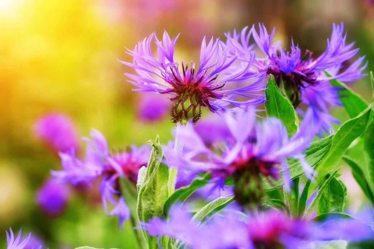 Medicinal Uses for the Common Cornflower