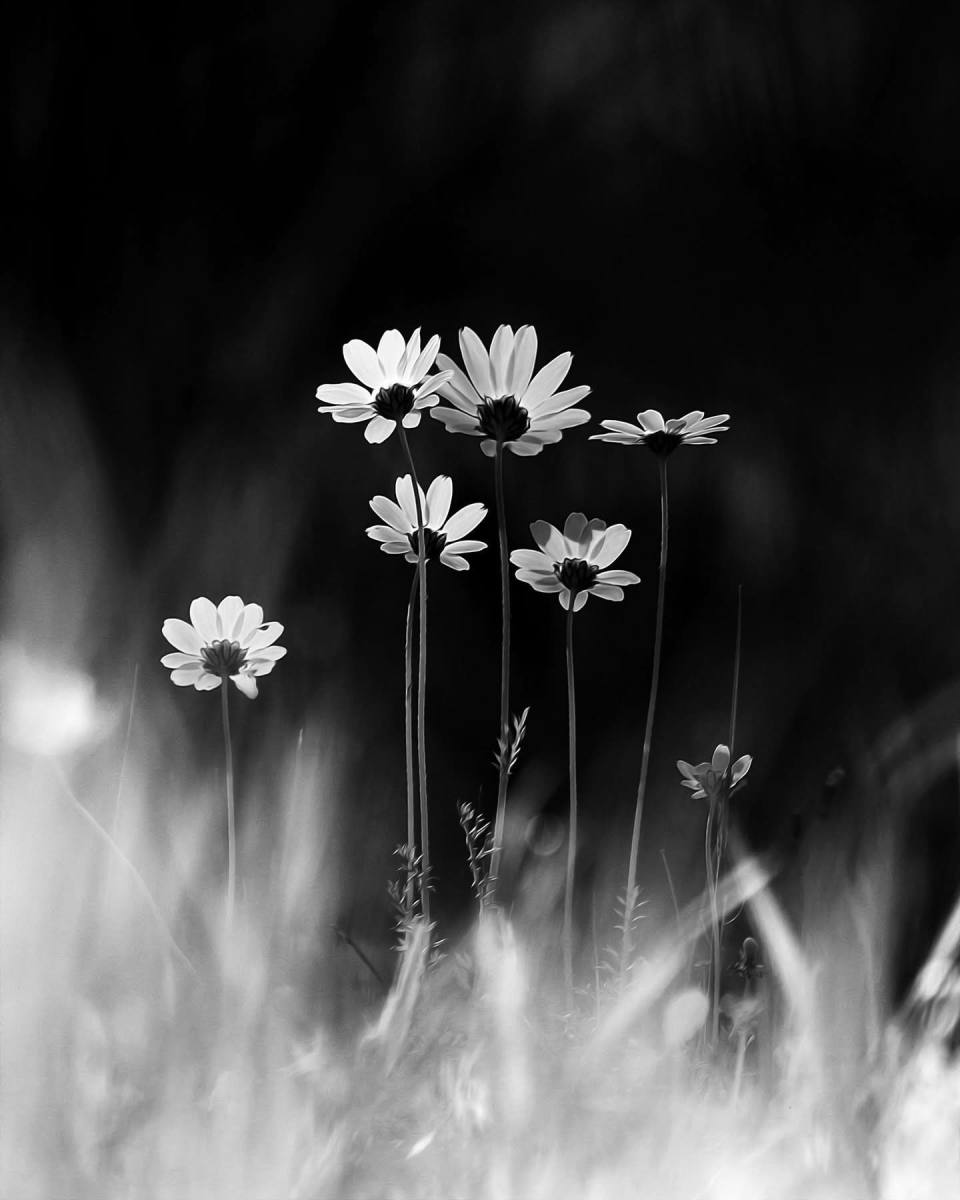 Whispers of the Daisies