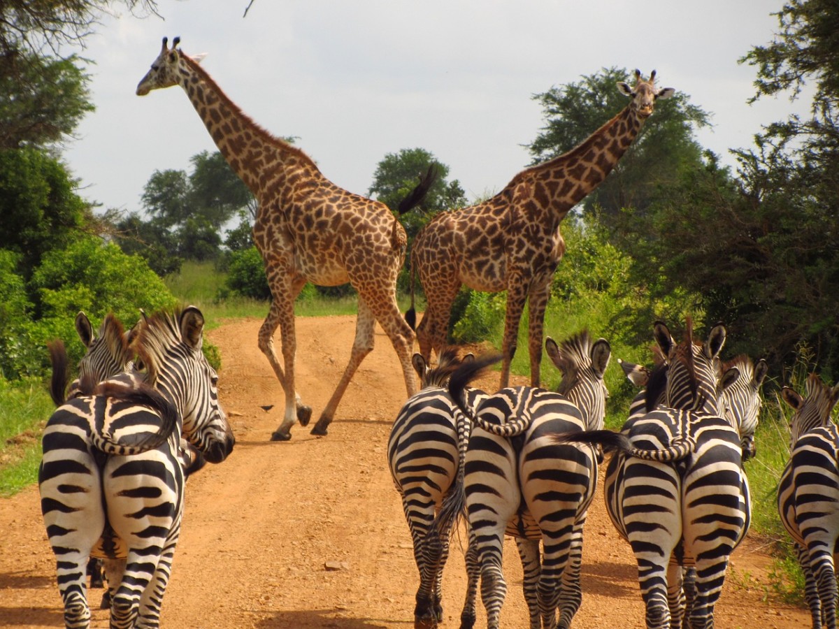 Interesting Facts About Tanzania