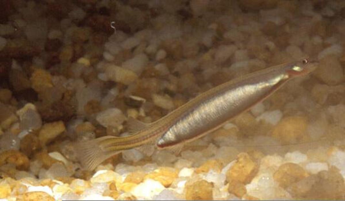 Candiru Fish - Toothpick Fish – and Parasitize of Human Urethra