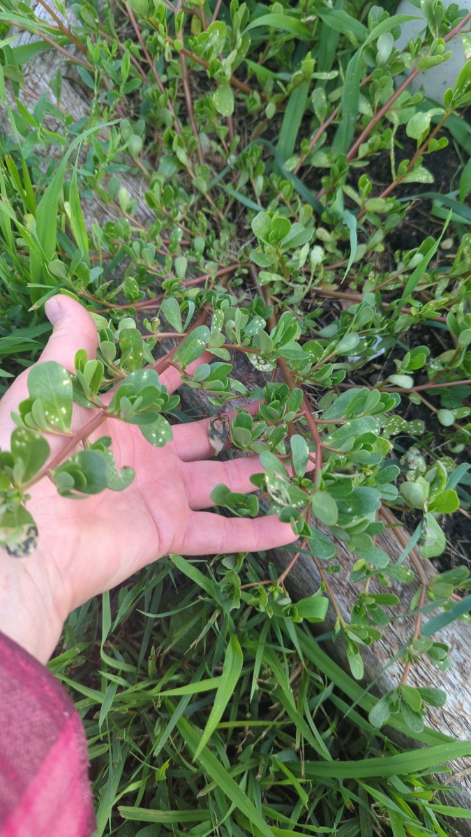 Purslane - it's Prolific and Delicious