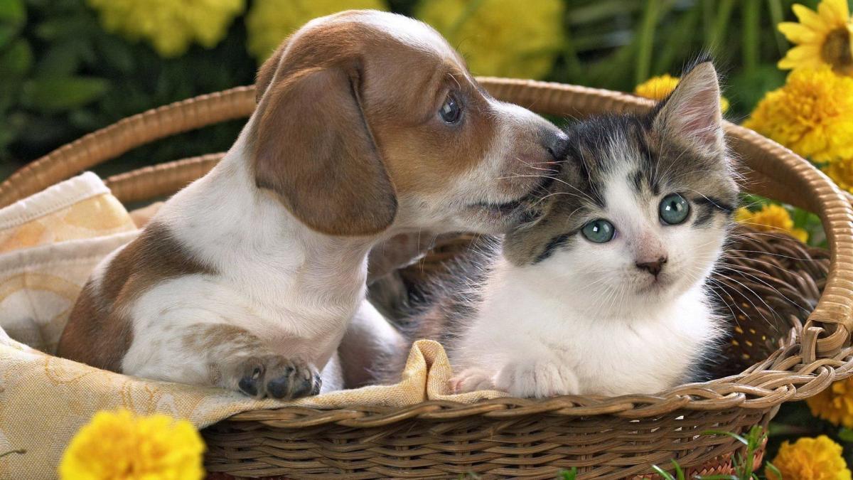 Paws and Purrs...Our Spiritual Healers (Dedicated to Alice Crans)