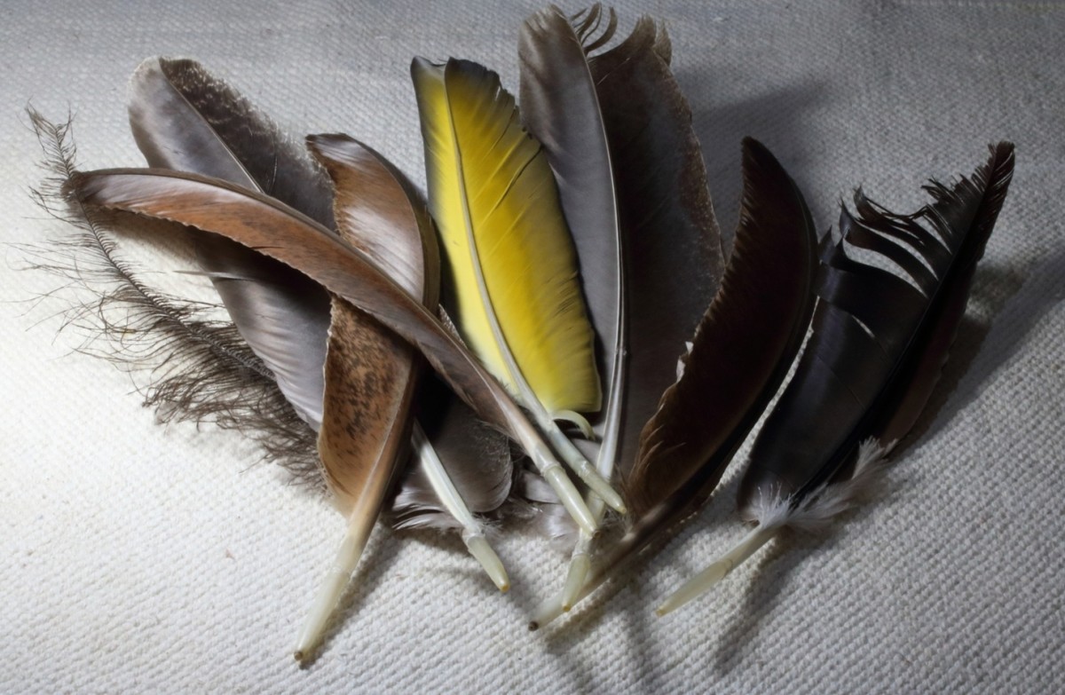 15 Things Kids Can Collect for Free and What to do With Them