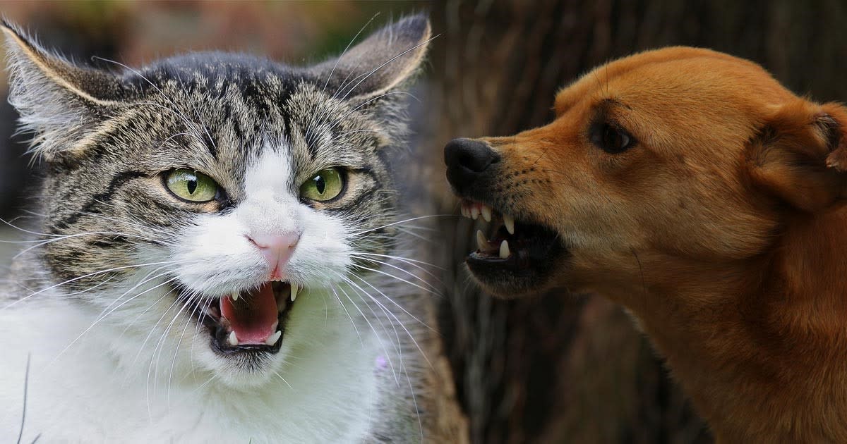 Should I Get a Dog or a Cat as a Pet? Let This Quiz Decide for You.