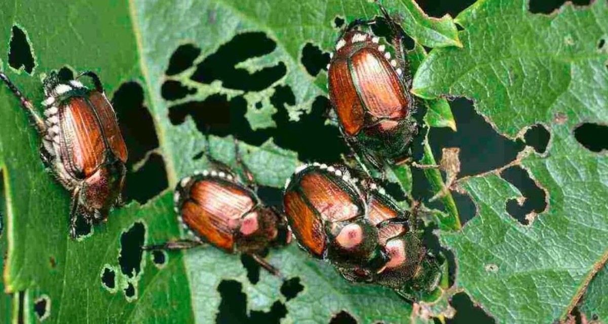 Japanese Beetles: Pretty Pests with a Vicious Appetite