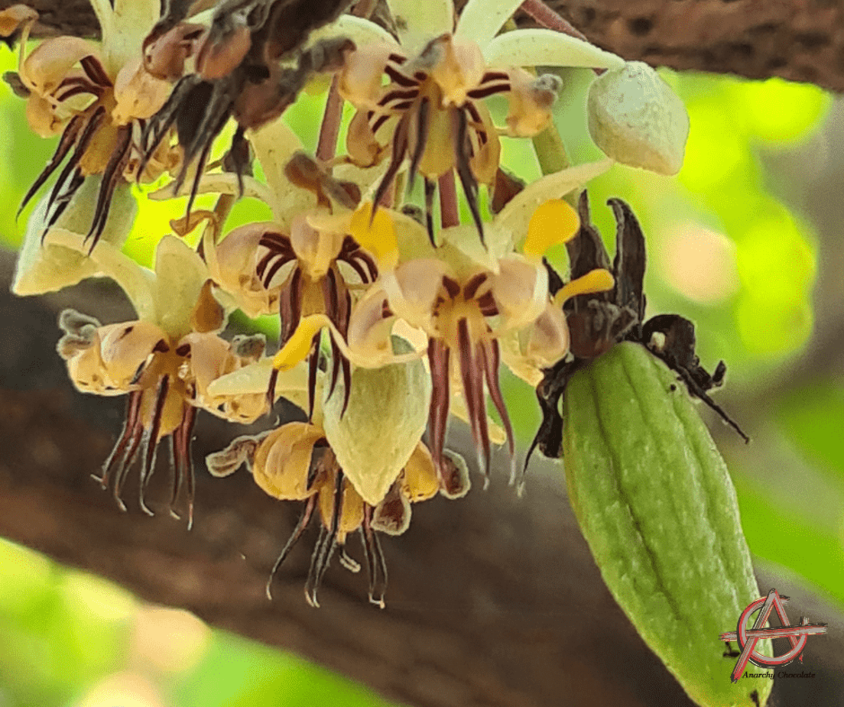 Seven Amazing Benefits Of Raw Chocolate