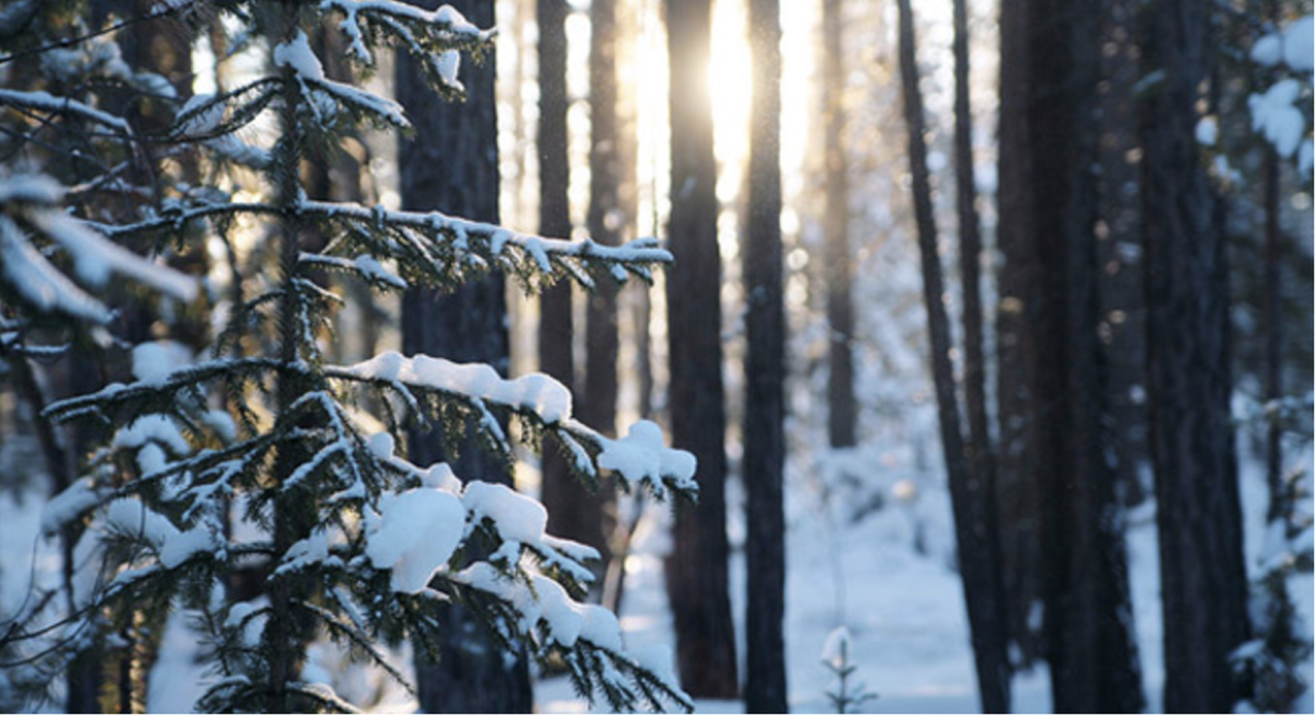 Visit Vanavara, Siberia: Taiga's Hidden Village