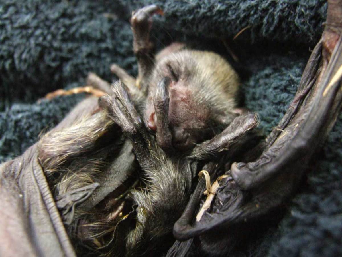 The Summer of Bats: Two Unexpected Rescues