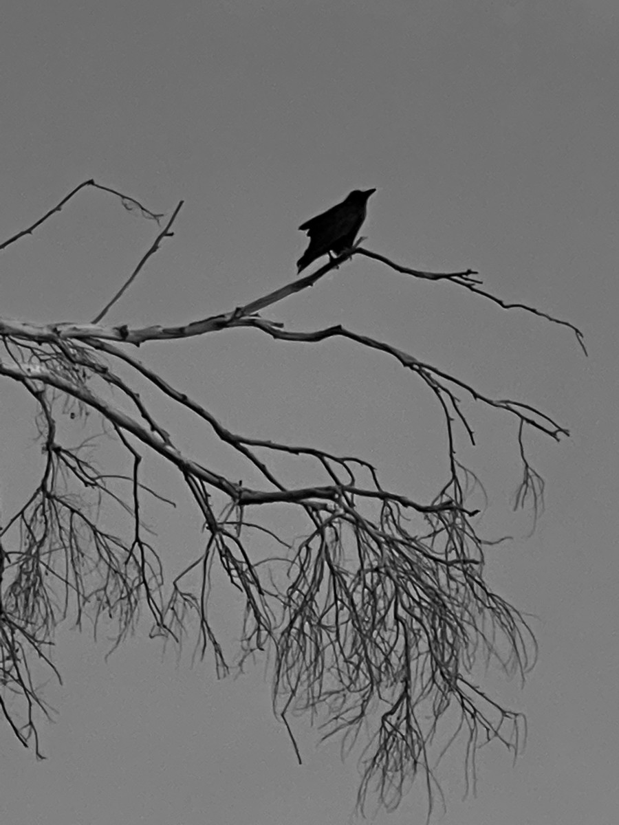 Drabble: The Crow at the Funeral