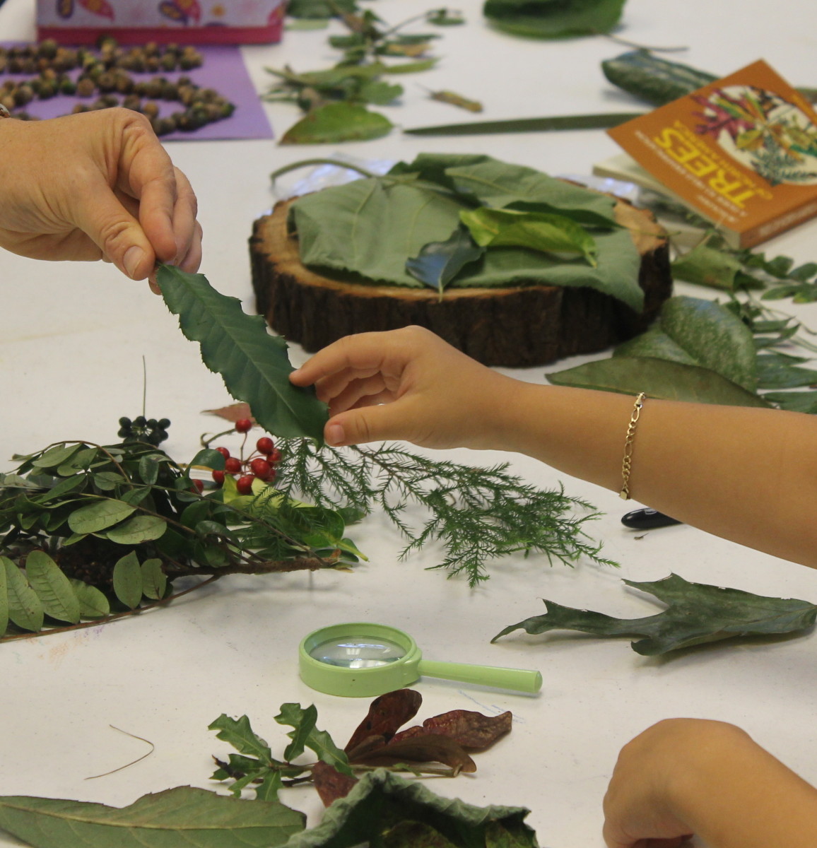 Leaves and Photosynthesis Lesson Plan for Elementary