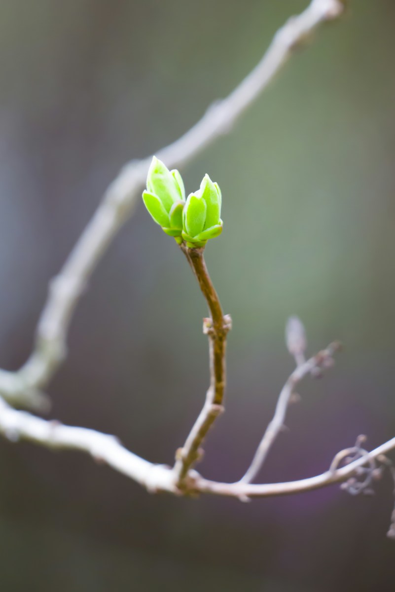 A New Leaf: A Poem