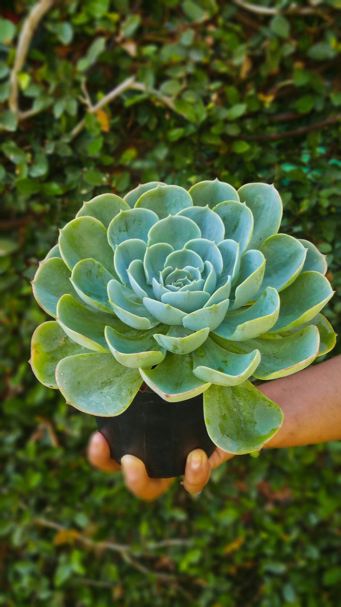 Succulent: A Poem