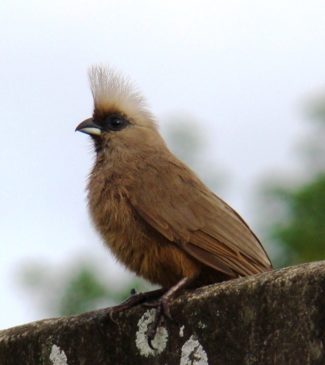 Back To Nature -Birding 101