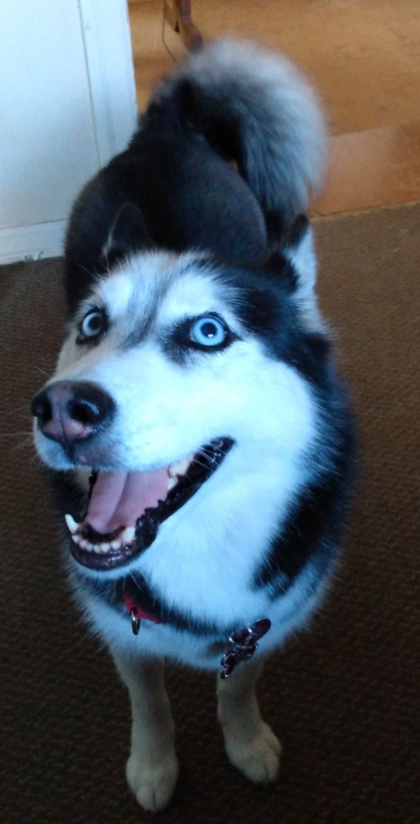 What I Didn't Know About Siberian Huskies Until I Rescued One
