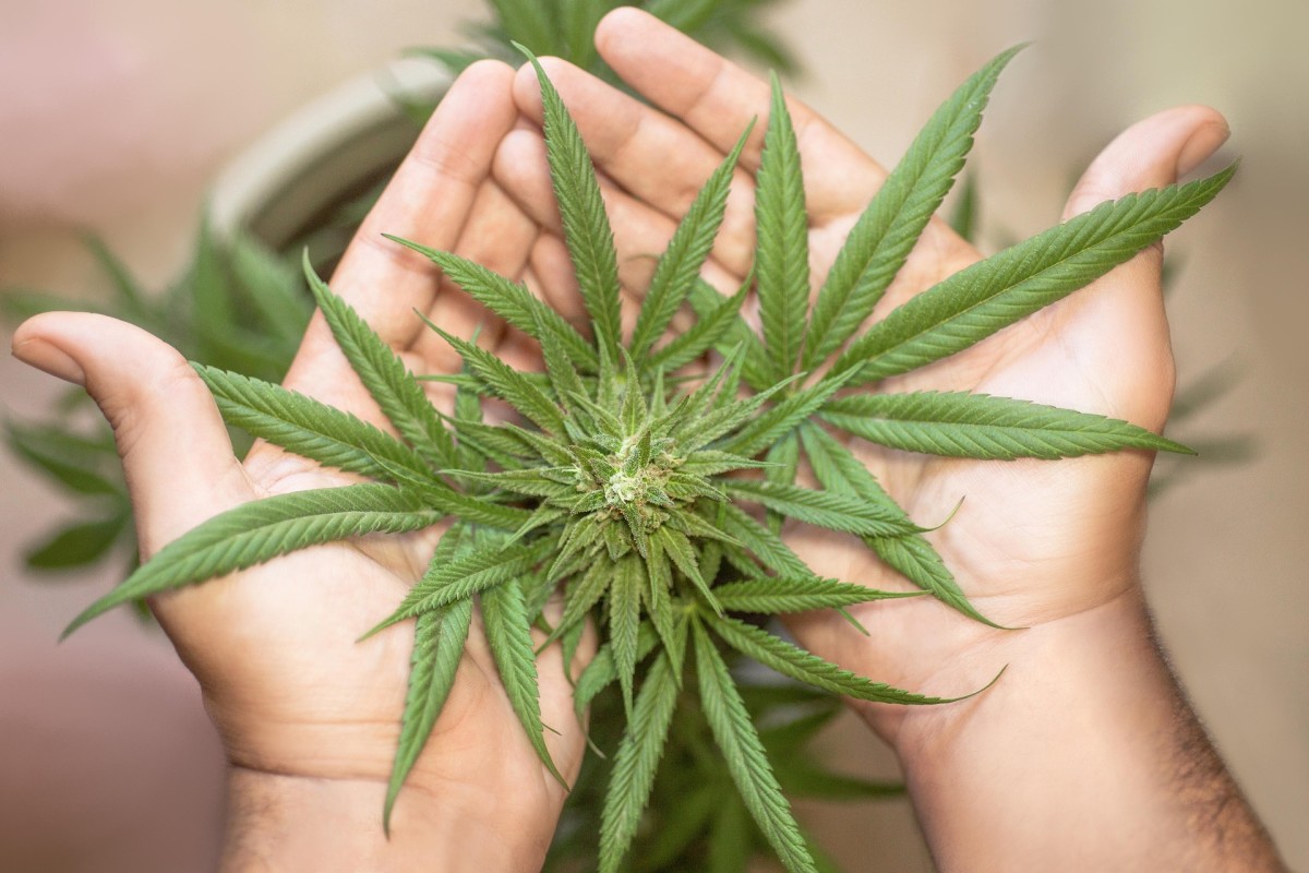 Cannabis and Madness: Separating Myth from Reality