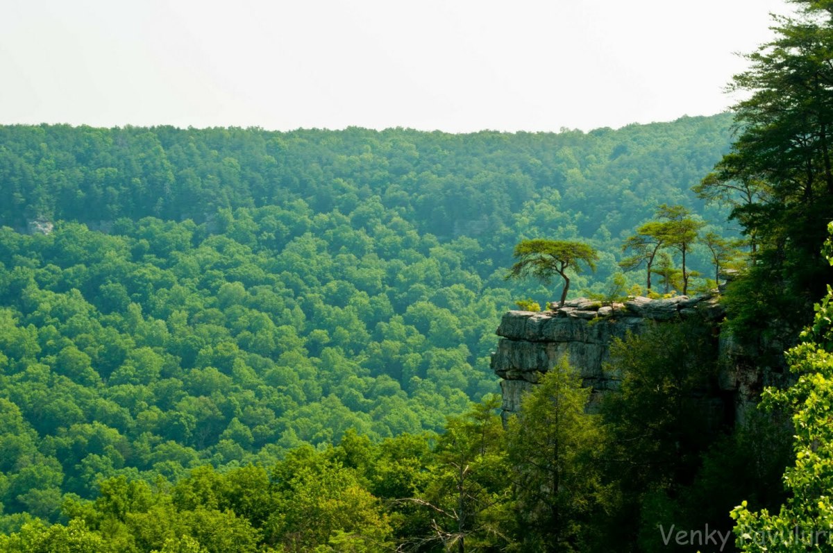 The Forest is More Than Trees