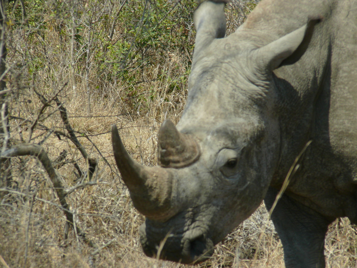 The Big Five Game Reserves and Nature Reserves and Areas in South Africa